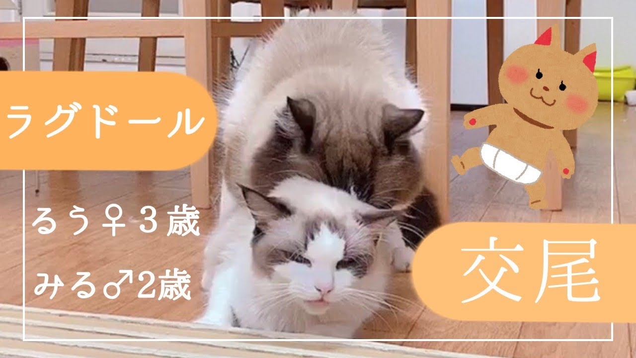 ラグドール猫の交尾　Ragdoll cat mating　ラグドールの猫2匹との楽しい生活