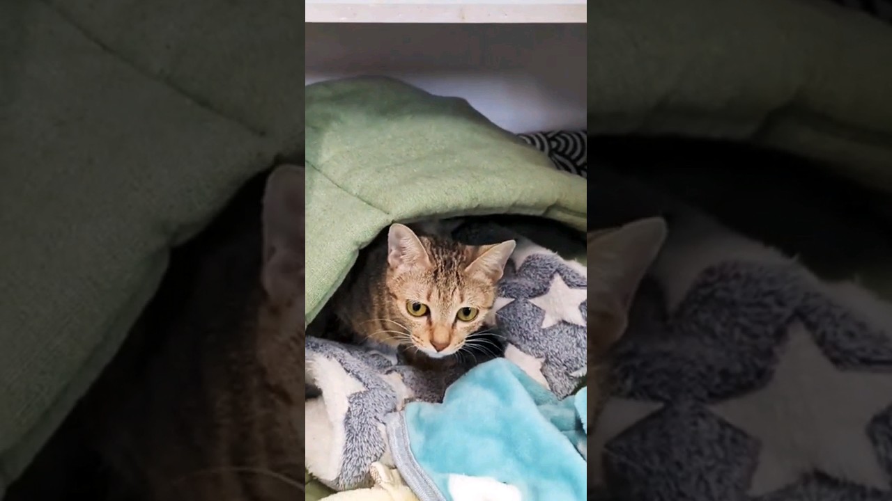 Cute Stray Cat in brown cat Color #cat #แมว #stray #猫ちゃん #子猫 #kitten #ねこ #仔猫 #tabby #tiny #mouse