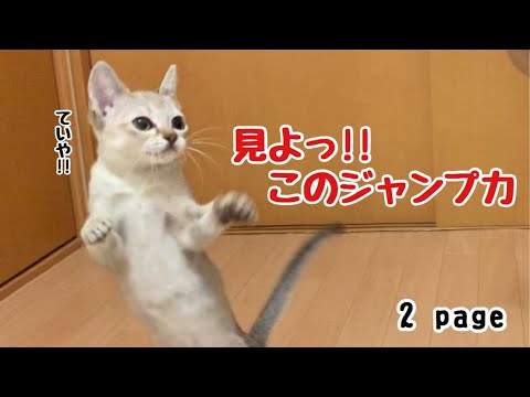 【シンガプーラ】すいさん元気すぎ問題