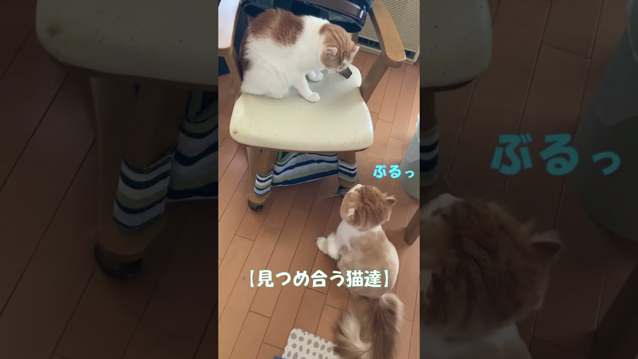 見つめ合う猫達 #shorts  #猫 #アメリカンカール #cat
