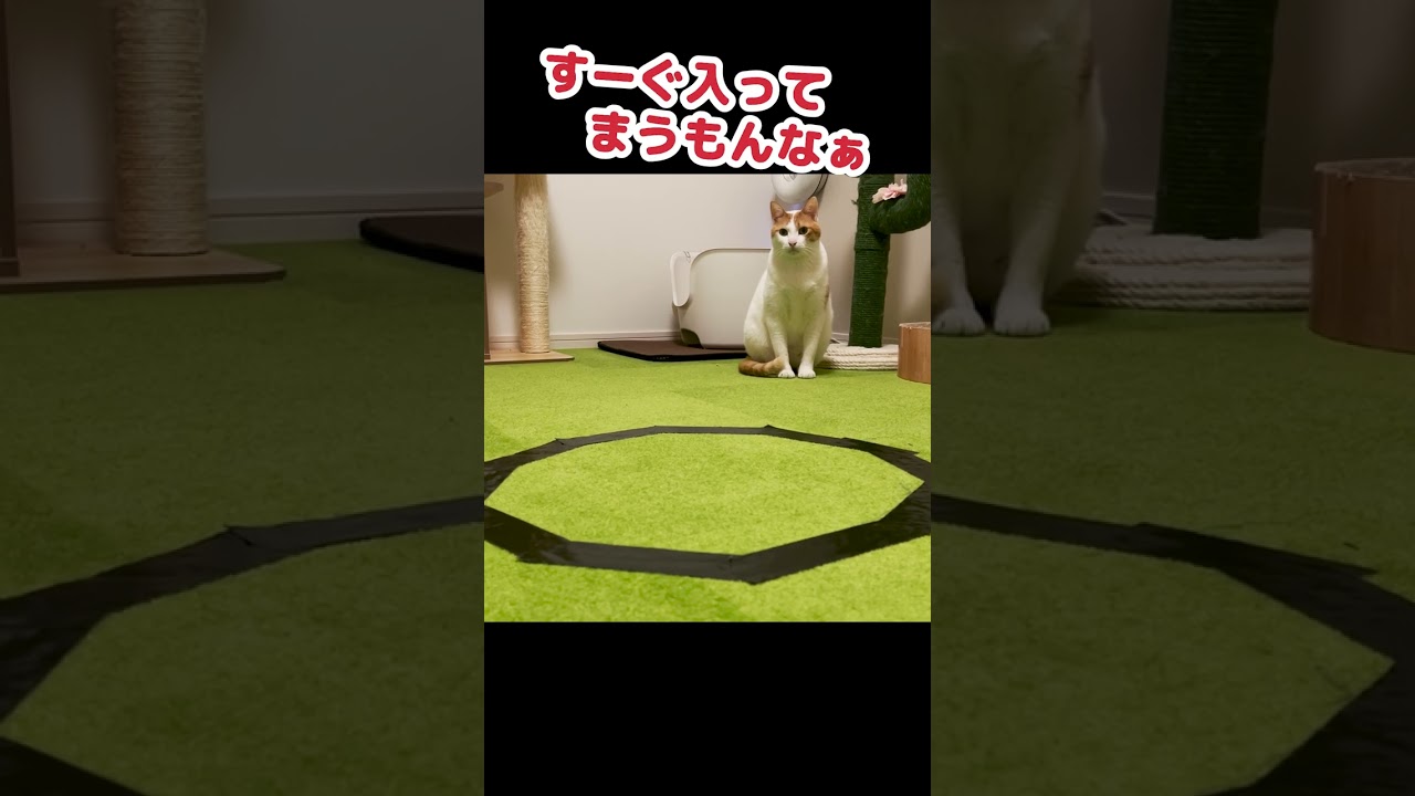 猫転送装置を作ってみた #Shorts