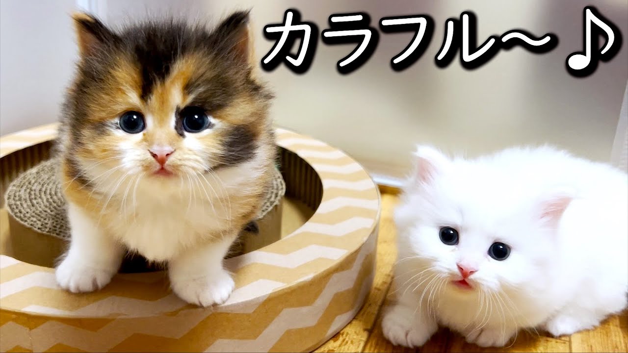 【マンチカンの子猫】カラフルな子猫はカラフルなボールが好きな件 ∼猫のいる生活Vol.598∼ 出産動画 マンチカン短足・ミヌエット・ペルシャ猫専門ブリーダー『ペット蔵人』【子猫の成長記録】