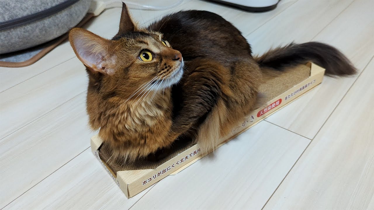 【371日目】新しい爪とぎグッズの使い方 #ソマリ #cat