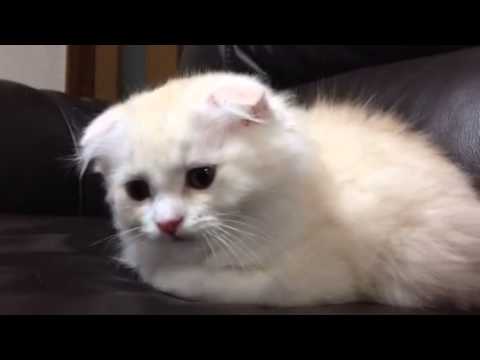 クリームタビーロング ヘアー