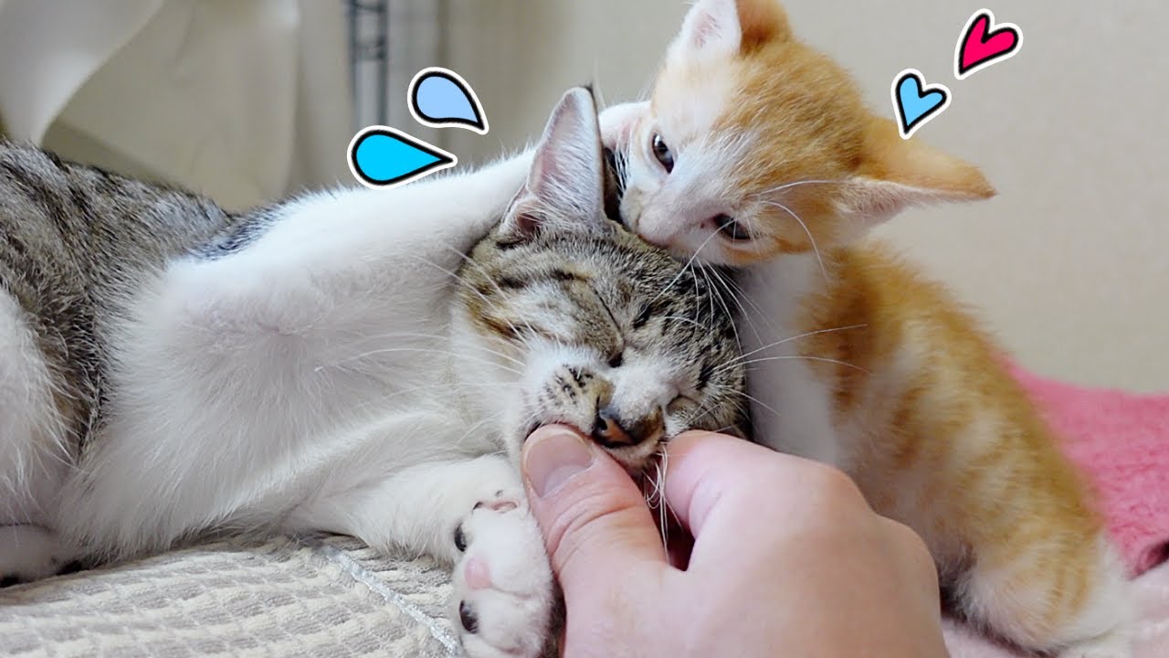 赤ちゃん猫からの激しい愛情表現でたじたじな子猫…笑