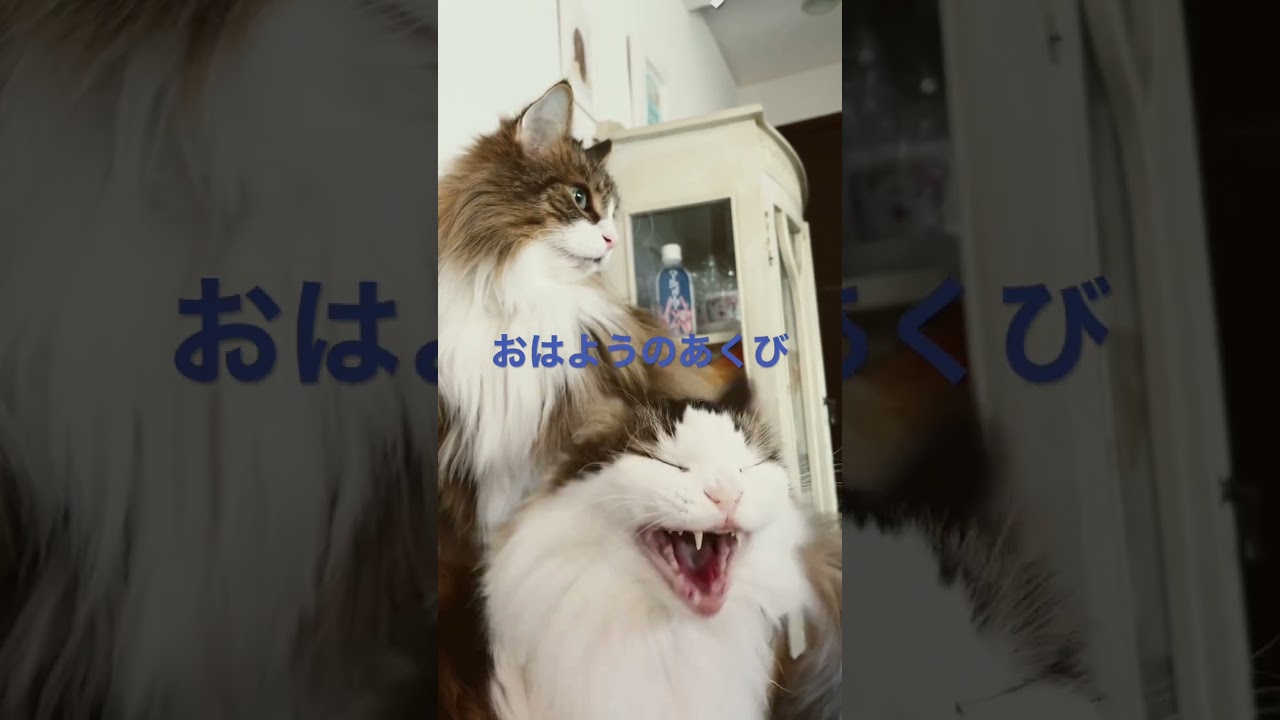 おはようのあくび#shorts #cats #cat #ノルウェージャンフォレストキャット #大型猫 ＃猫との暮らし