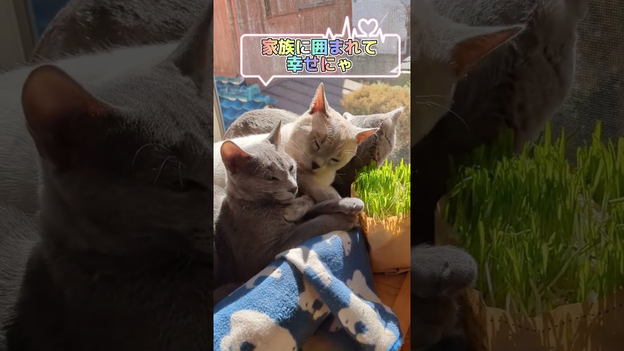 愛する家族に囲まれて🐈‍⬛😻  #ロシアンブルー #russianblue #子猫