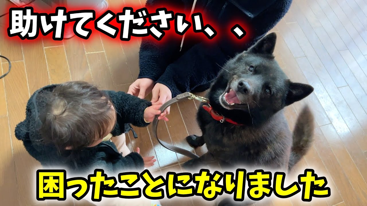 【甲斐犬】娘と愛犬でお散歩に出かけたら大変なことになった