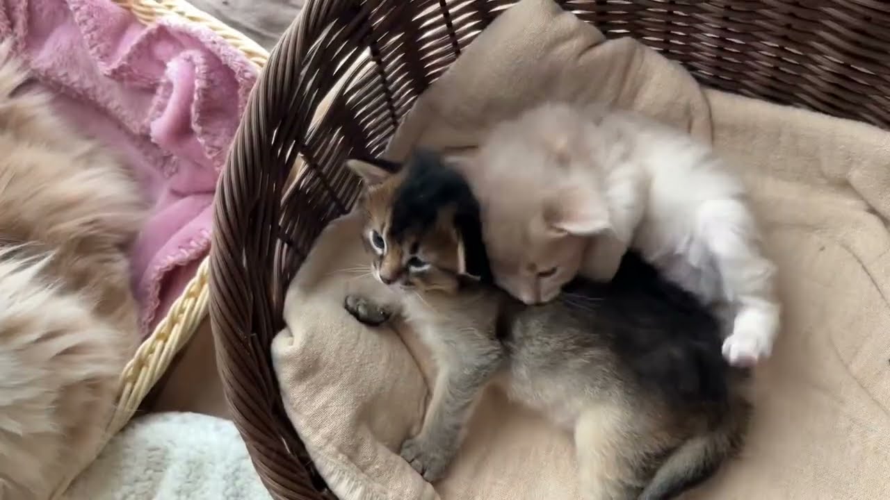 Somali Kitten 〜生後22日〜 ソマリの子猫　（ルディ・フォーン）