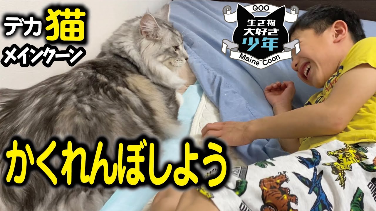 【メインクーン】かくれんぼが好きな大型猫