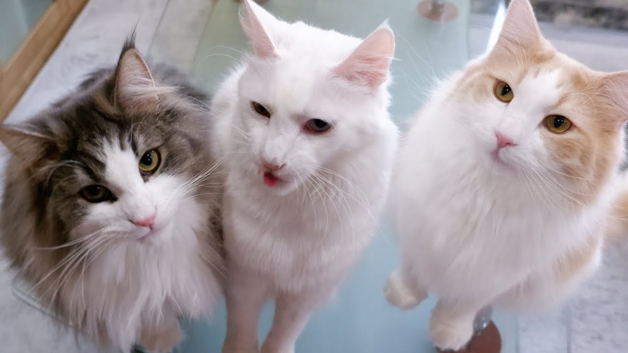 【日常】ちょっぴりご機嫌ななめなノルウェージャンフォレストキャットww