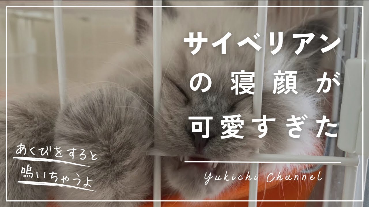 サイベリアンの子猫の寝顔とあくびが可愛すぎた