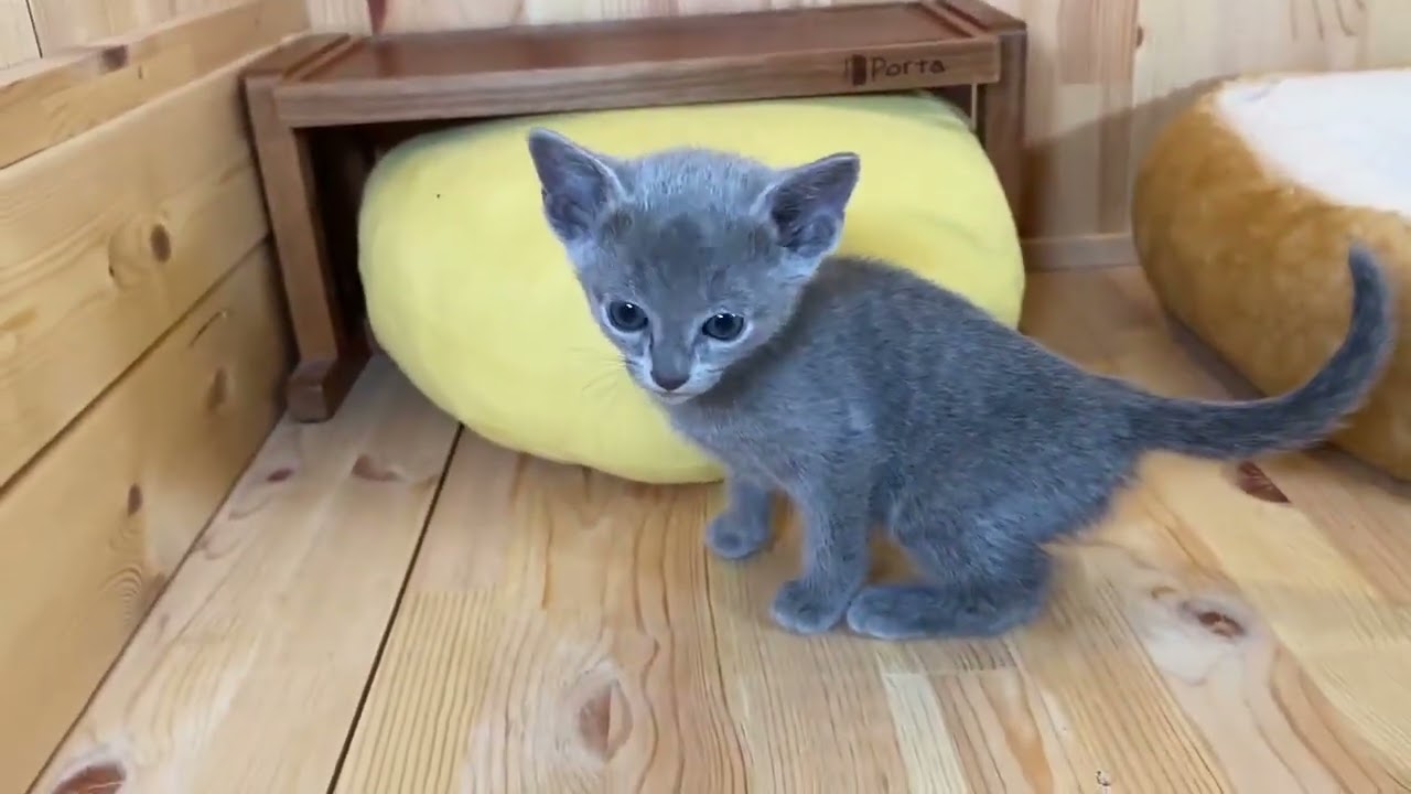 ロシアンブルー お顔の可愛い元気な男の子！ ブルー