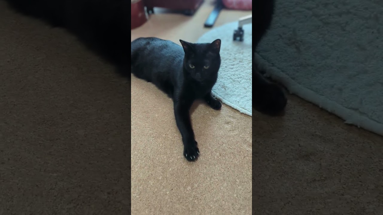 何か目の前を通り過ぎた？猫🐈 - Black cats - #shorts