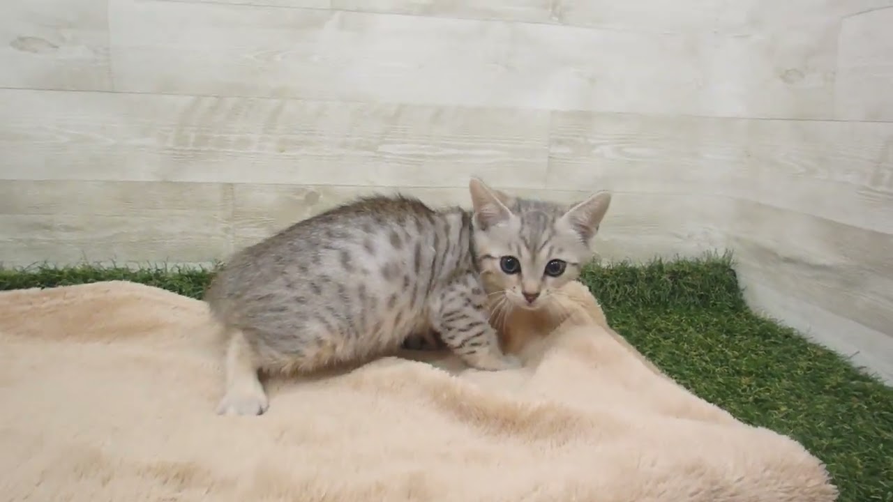 Coo&RIKU　No00585209 エジプシャンマウ