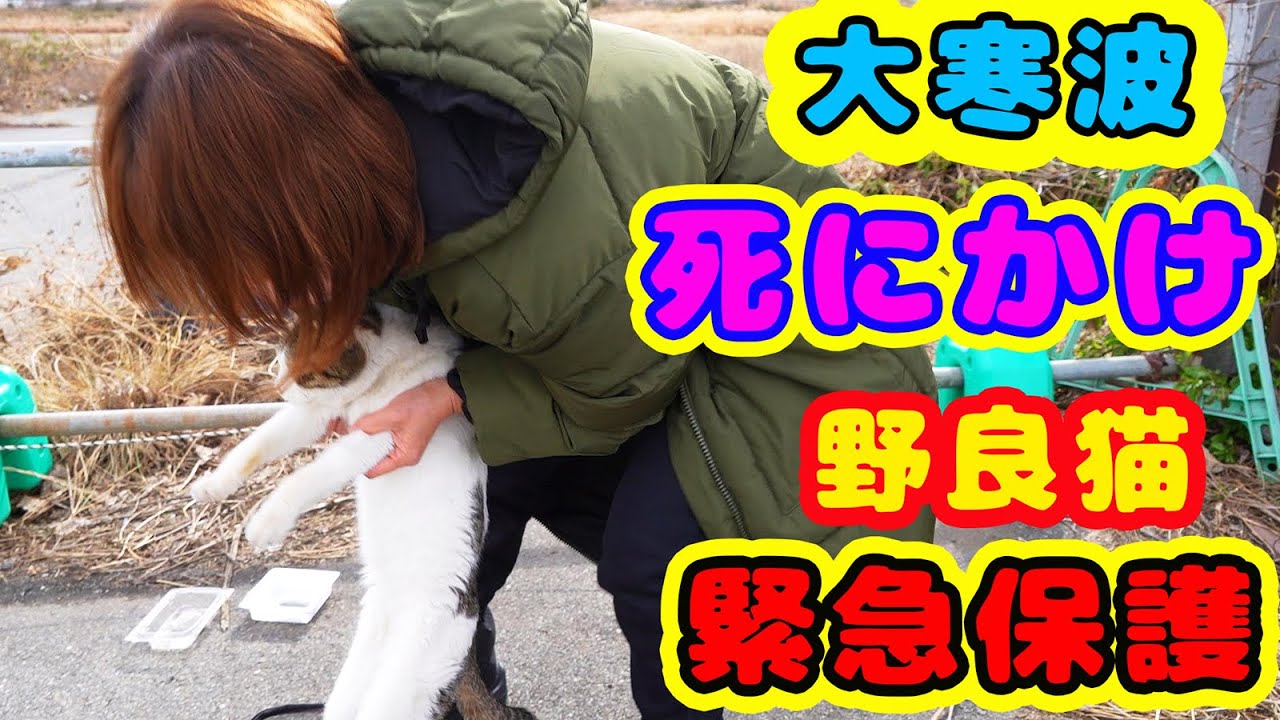 大寒波後に死にかけの野良猫を緊急保護