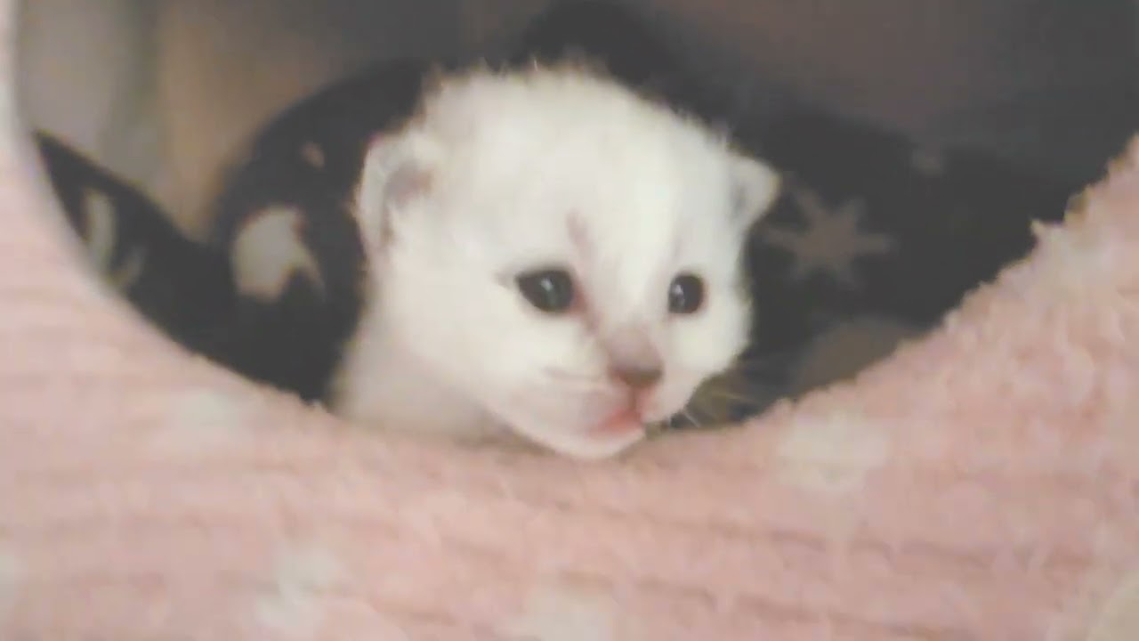 今日のバーマンの子猫