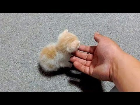 「猫かわいい」 すごくかわいい子猫 - 最も面白い猫の映画2018 #150