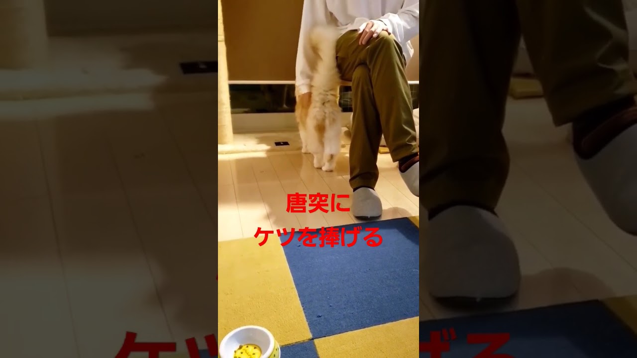 【メインクーン~Maine coon ~】唐突にケツを捧げる猫【チョウジ】