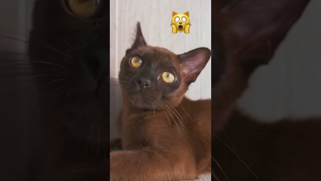 Burmese kitten with big ears 👂👂