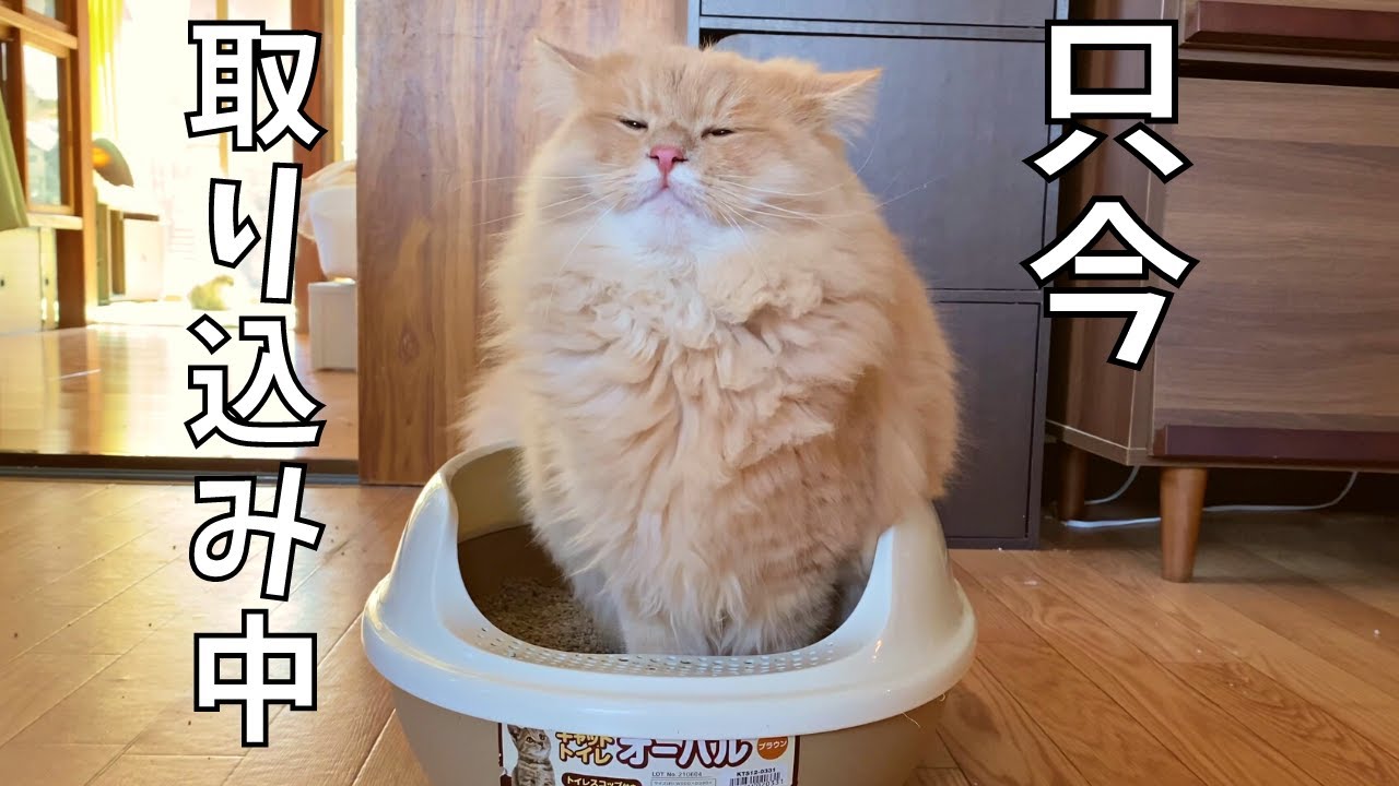大型猫のトイレを探した結果こうなりました。【サイベリアン・ノルウェージャンフォレストキャット・多頭飼い】
