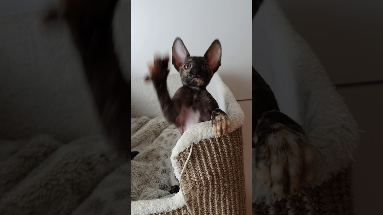 Good morning from Cornish Rex Kittens Crew!!!