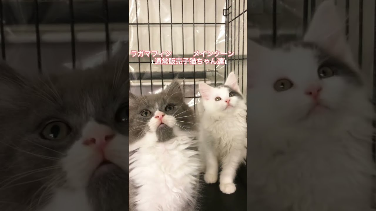 メインクーン＆ラガマフィン　通常販売子猫ちゃん達😸😸　アゴはネコ