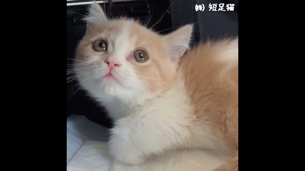 【お迎え初日】ミヌエット子猫の悲哀「ボク、どうなっちゃうの？」 (切抜き) #shorts