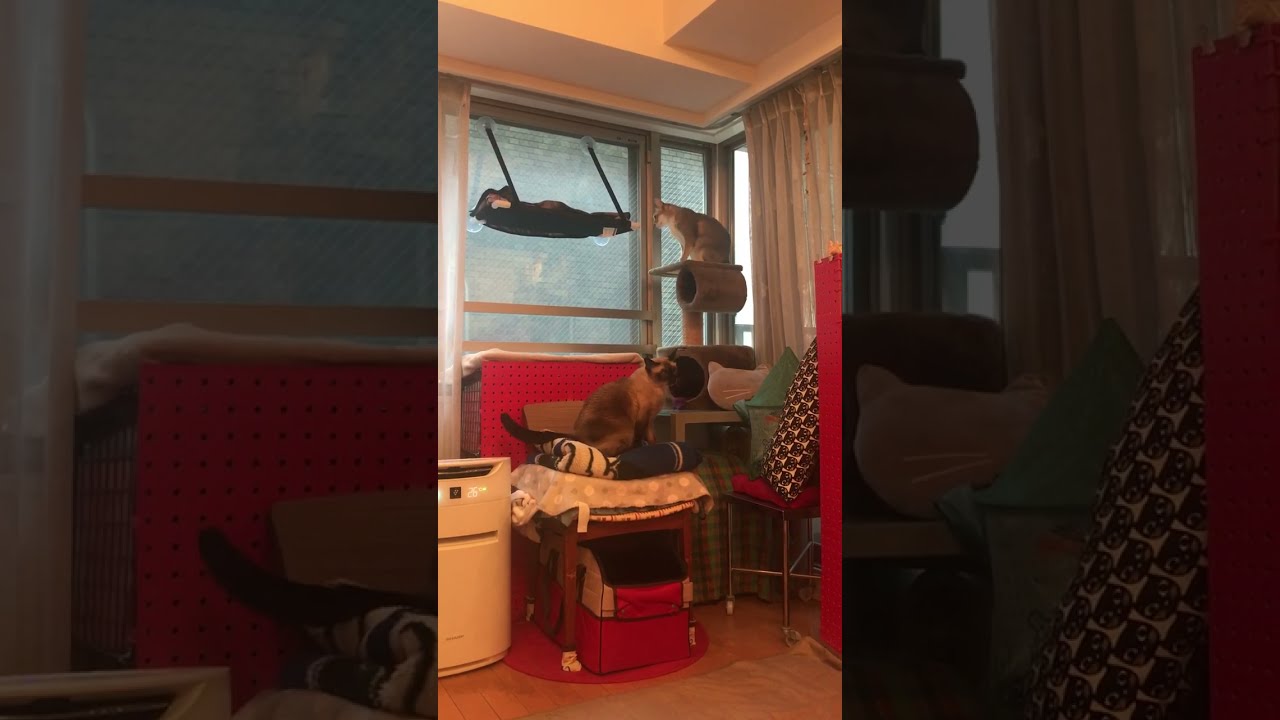 追いかけっこするシンガプーラとたぬき猫なのにゃ♪