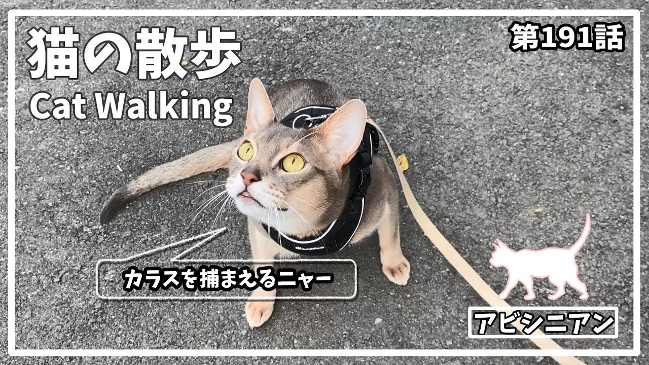 [191話] (アビシニアン) 毎日の猫散歩 Cat walking