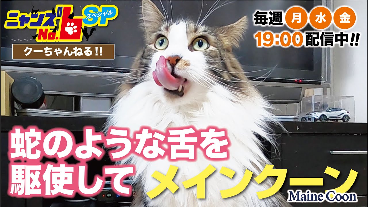 【メインクーン/Maine Coon】蛇のような舌を駆使して