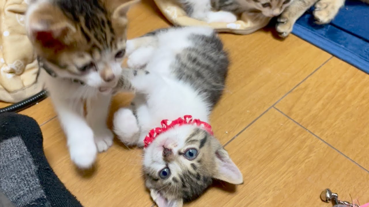 ママに呼ばれると子猫達はワラワラと出てくるのでした。