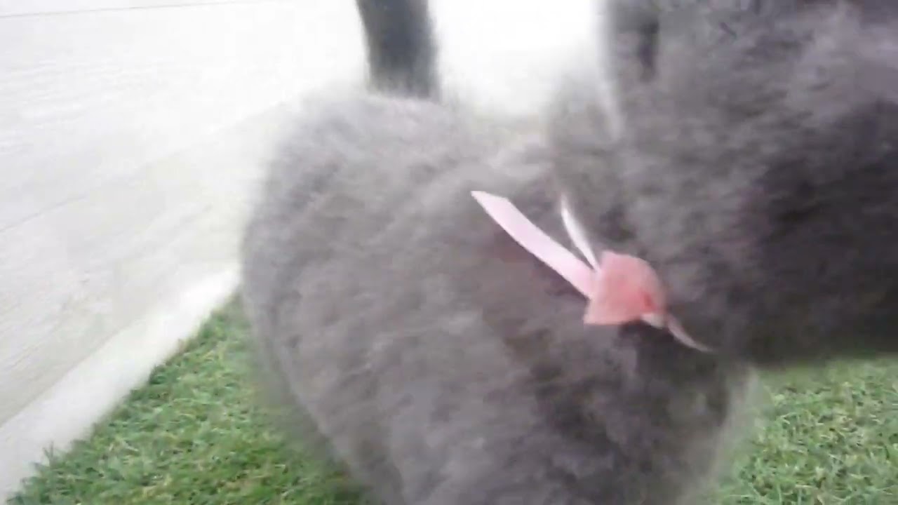 Coo&RIKU　No00618081 ブリティッシュショートヘアー