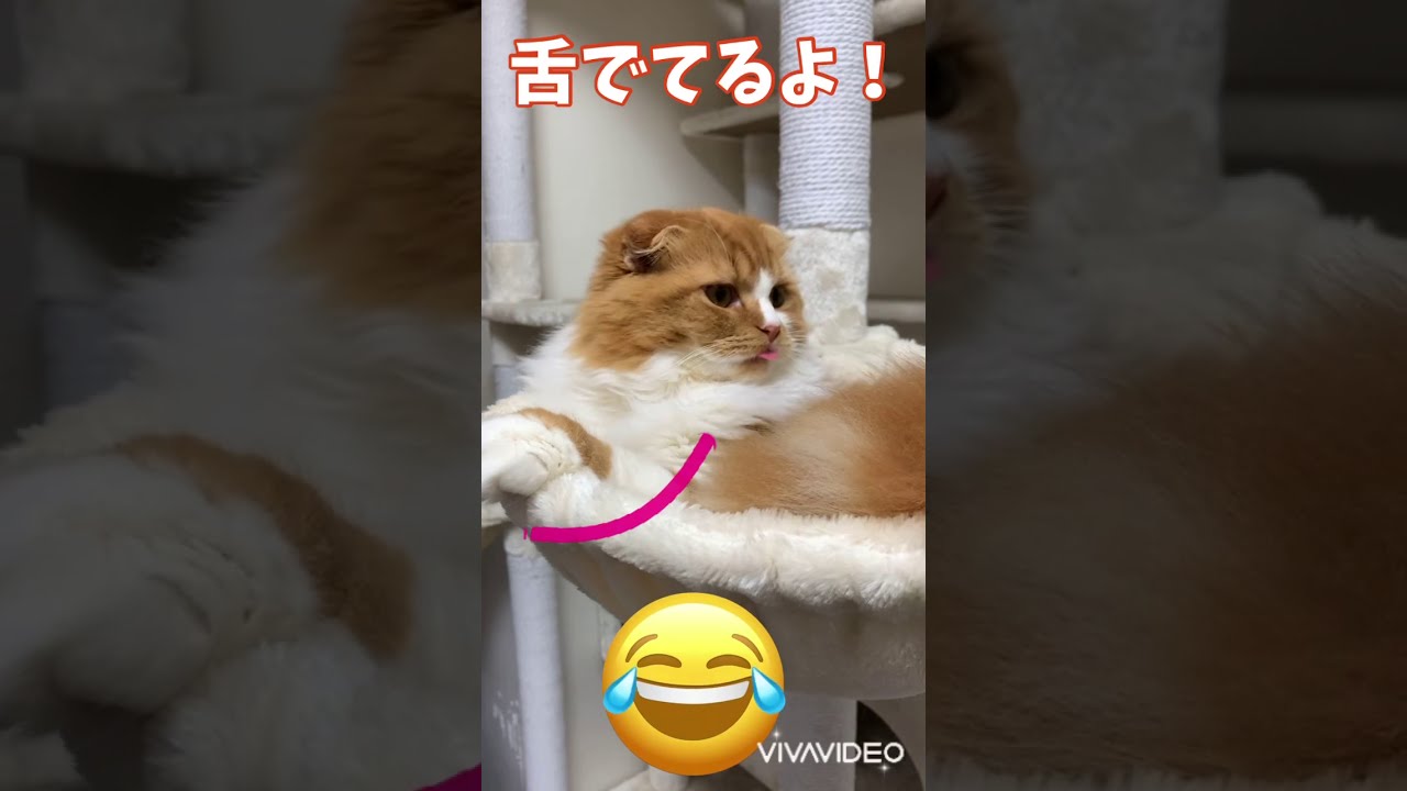 舌を出し忘れてる子猫#shorts #YouTubeショート 【スコティッシュフォールド】Kitten forgetting tongue out   [Scottish Fold]