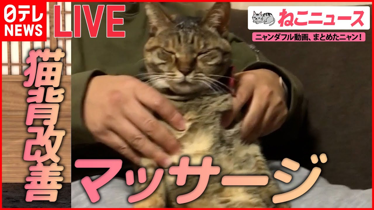 【猫ライブ】洗濯機に挟まれた子猫/マッサージが大好きな猫/心配になるくらい爆睡する猫 など （日テレNEWS LIVE）