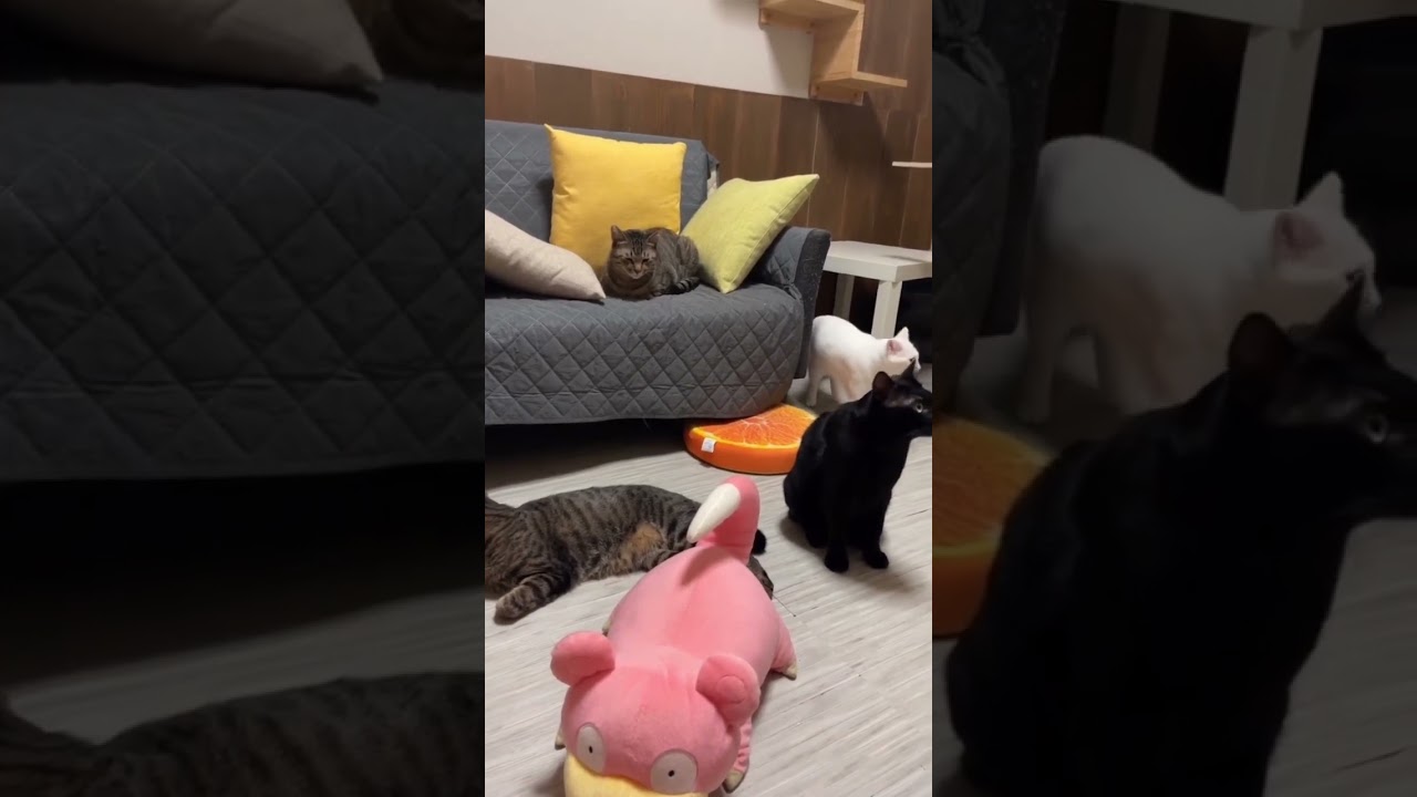 「猫たちは仲良し」保護猫の日常87※里親募集中