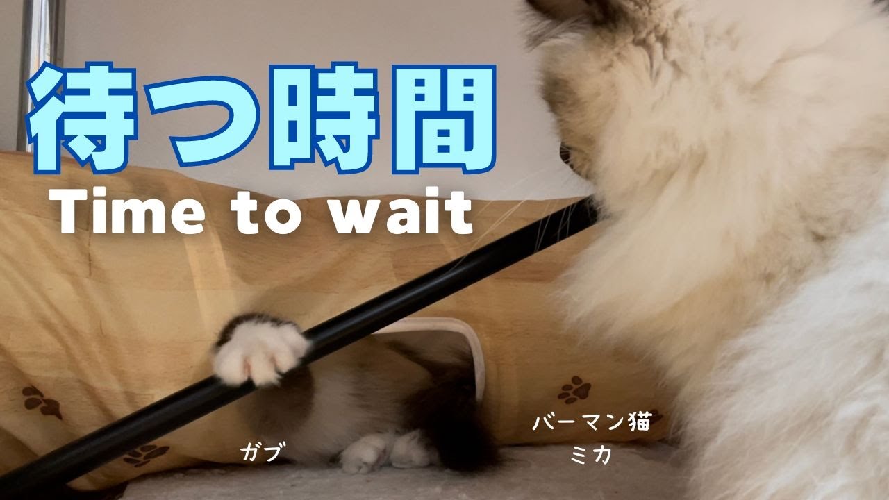 バーマン猫ガブとミカ【待つ時間】Time to wait（バーマン猫）Birman/Cat