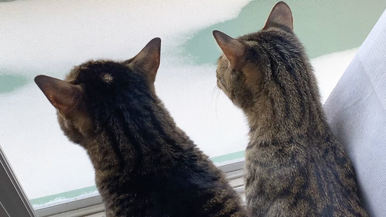 生まれて初めて雪をみた子猫の反応が...