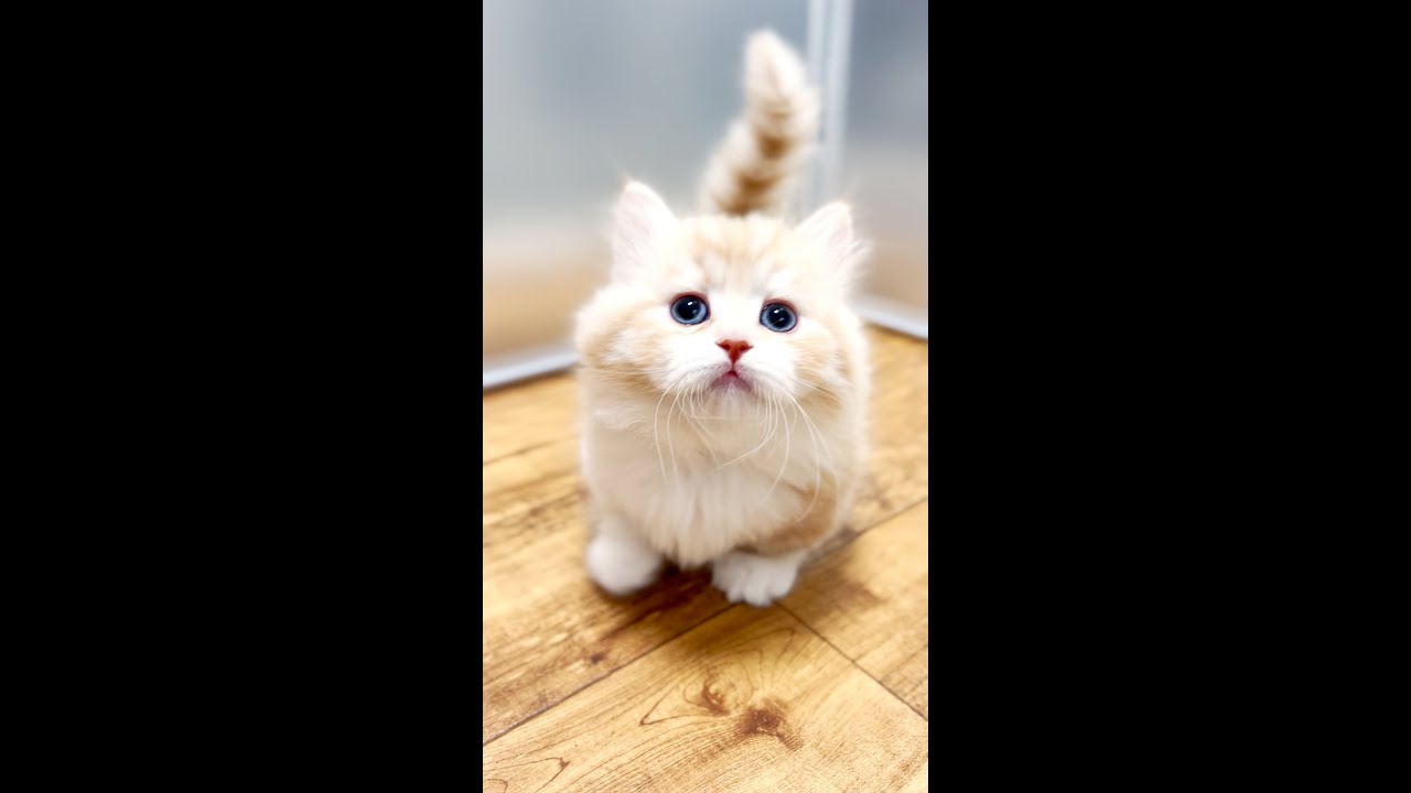 珍しくアクティブなイッサくん✨#マンチカン #マンチカン子猫 #子猫 #ミヌエット #shorts