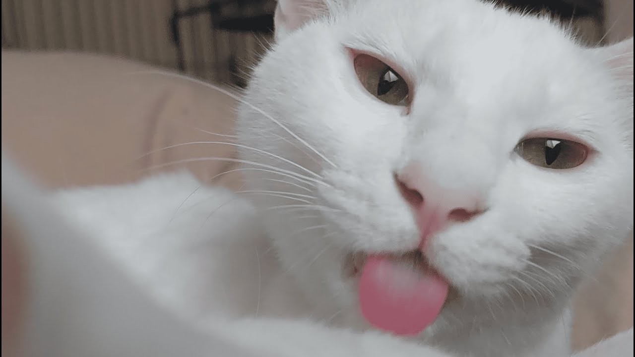 ねこにグルーミングされる夢を叶える動画