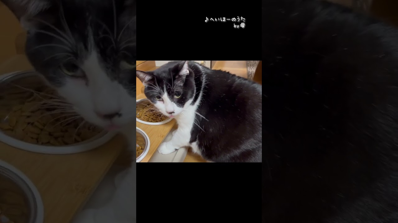 我が家の華麗なる鍵しっぽ族