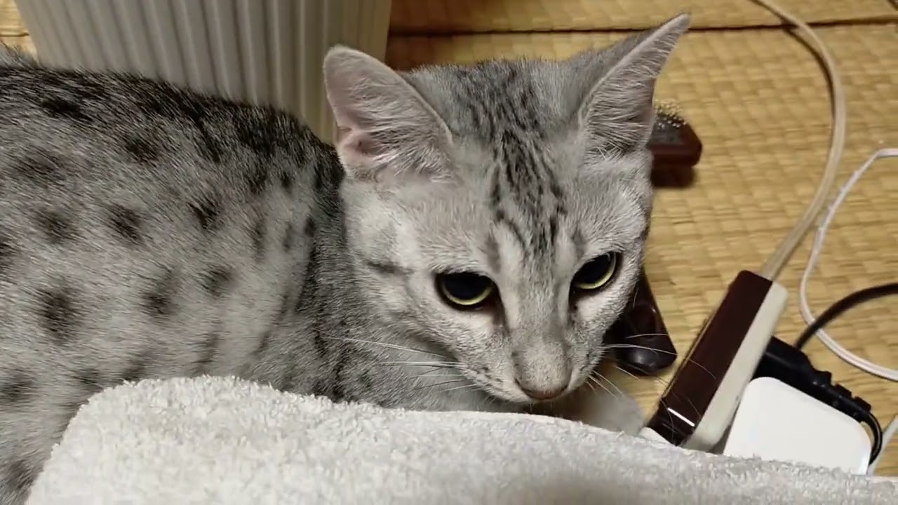 【エジプシャンマウはる】　普段の遊び