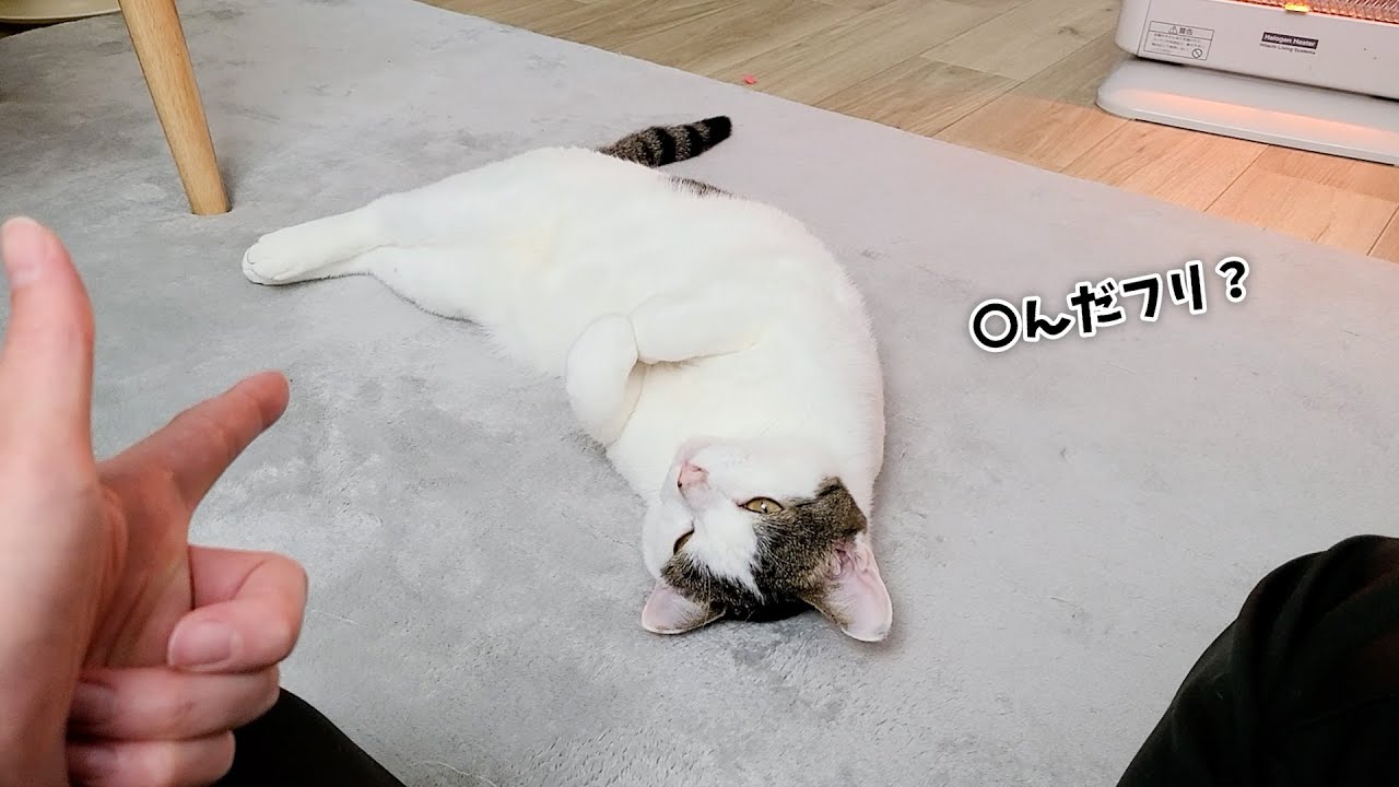 飼い主のピストルごっこに渋々付き合ってくれてる猫が可愛すぎましたｗ