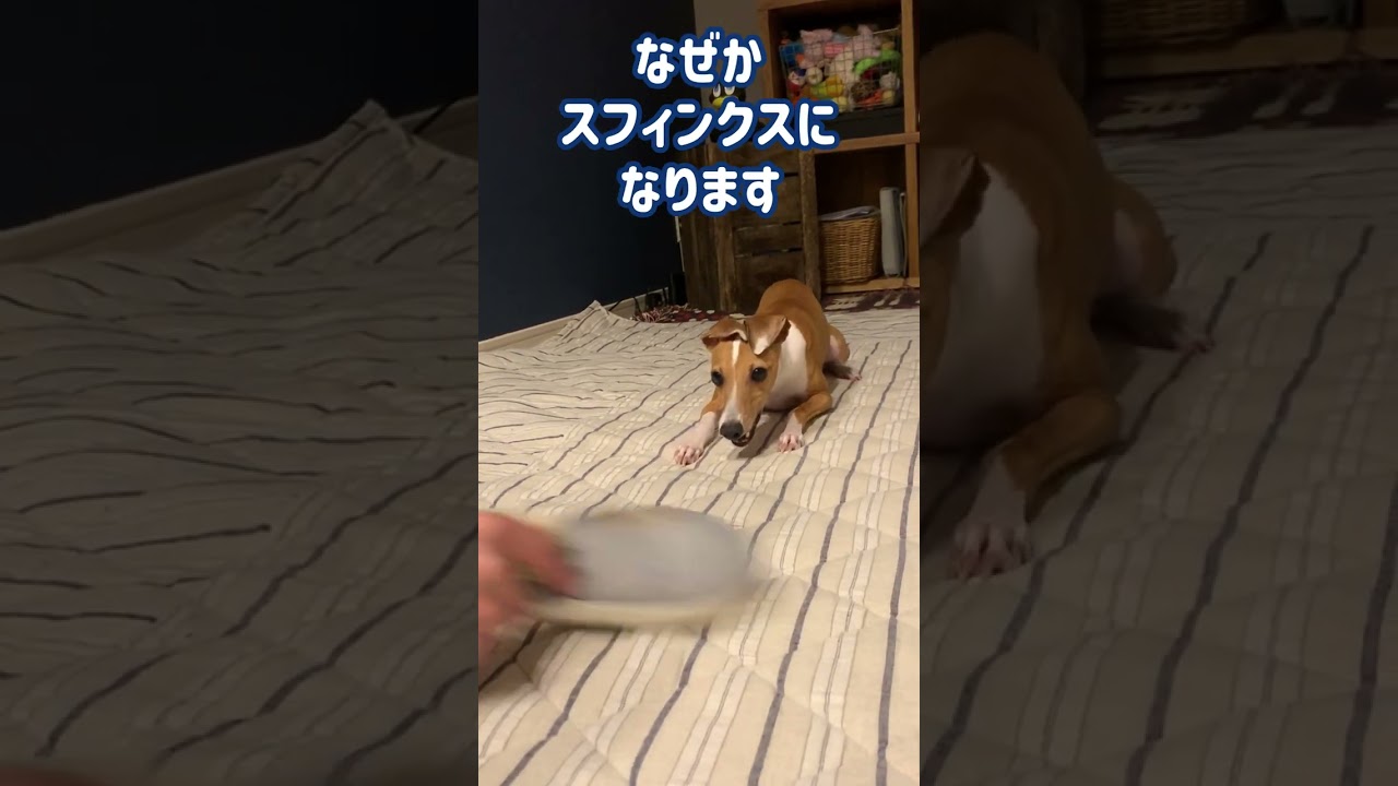 イタグレ ことぶき　スフィンクスになります　Be a sphinx.