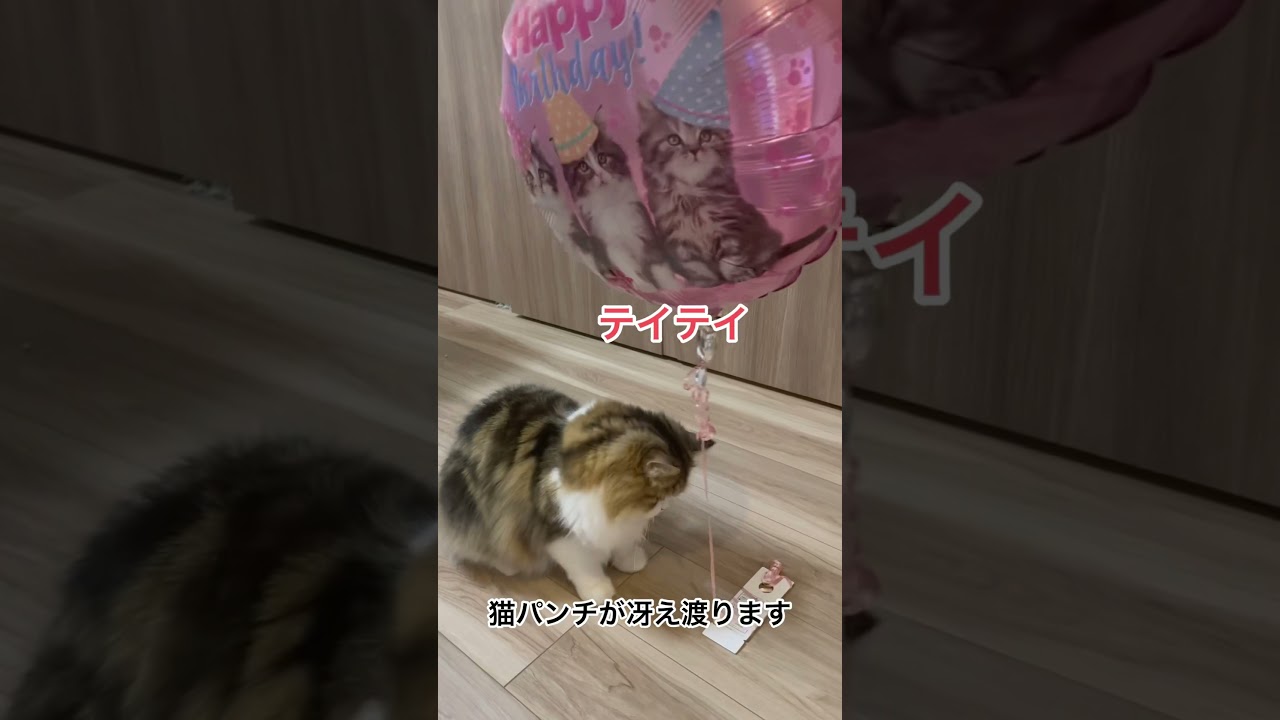 風船の虜になるサイベリアン#shorts