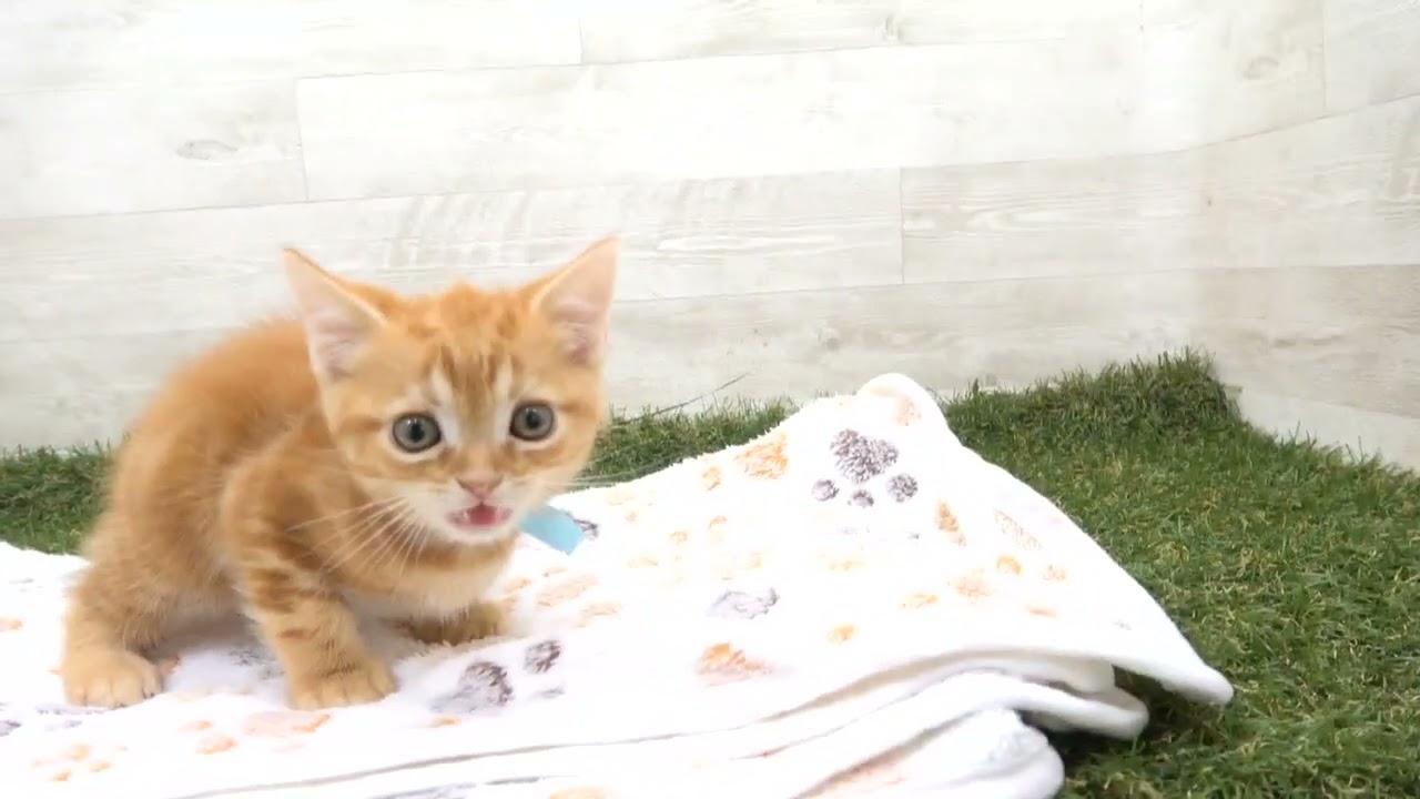 Coo&RIKU　No00615714 アメリカンショートヘアー