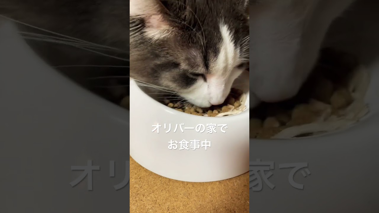 食事中のリキ #ノルウェージャンフォレストキャット