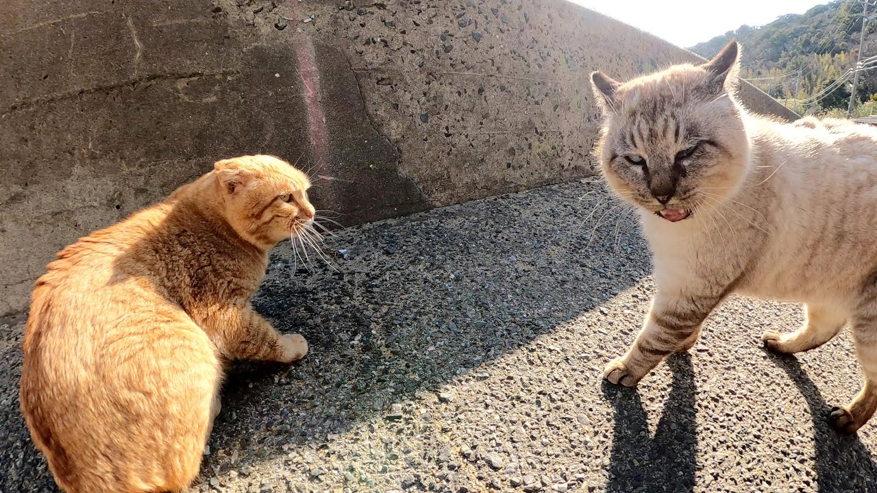 耳が折れた茶トラ猫と目が細いシャム猫が口喧嘩をする