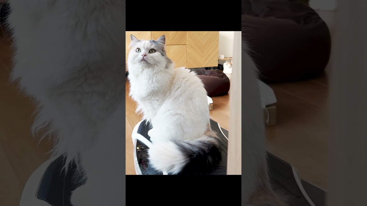 行方不明になった猫を探してください #shorts