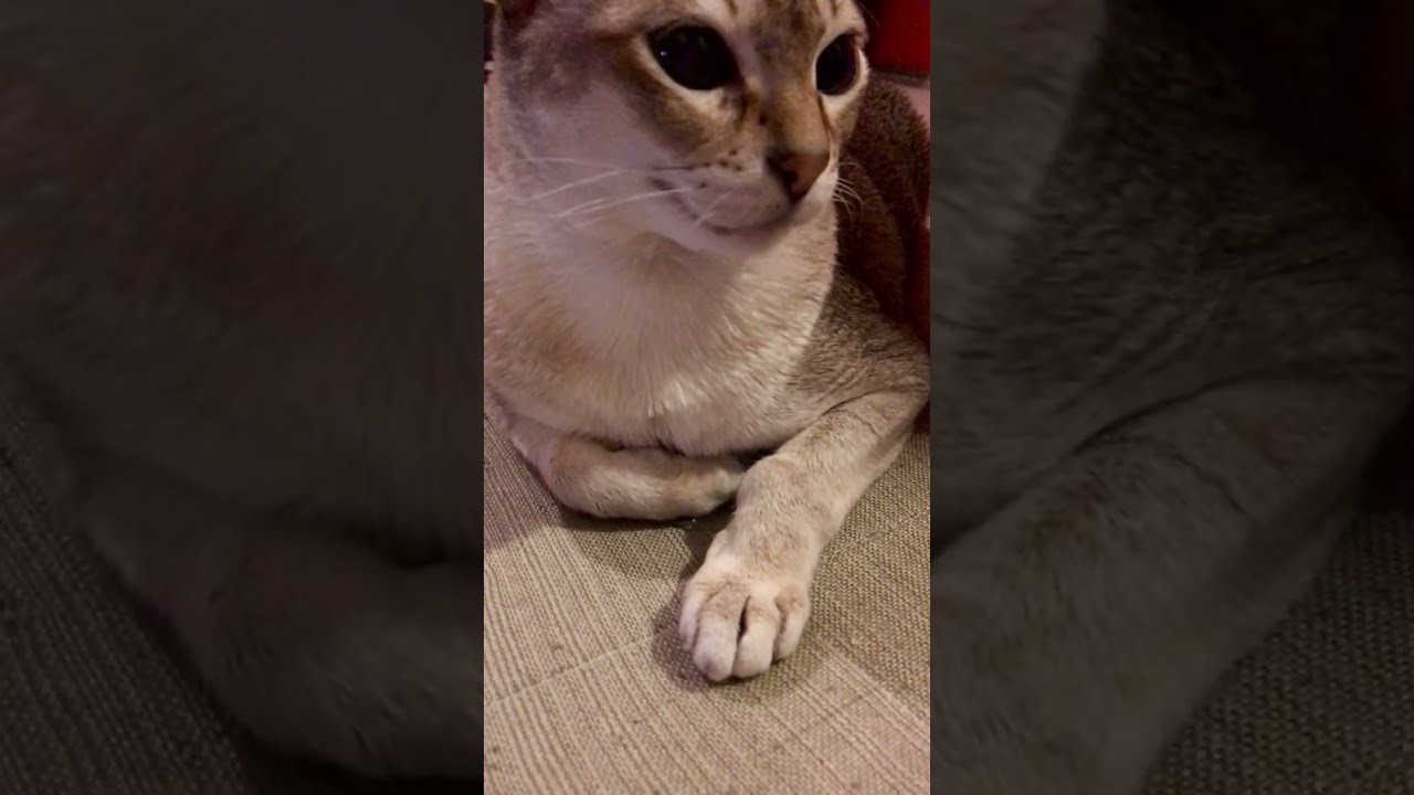 サングラスは振り落とすシンガプーラなのにゃ♪